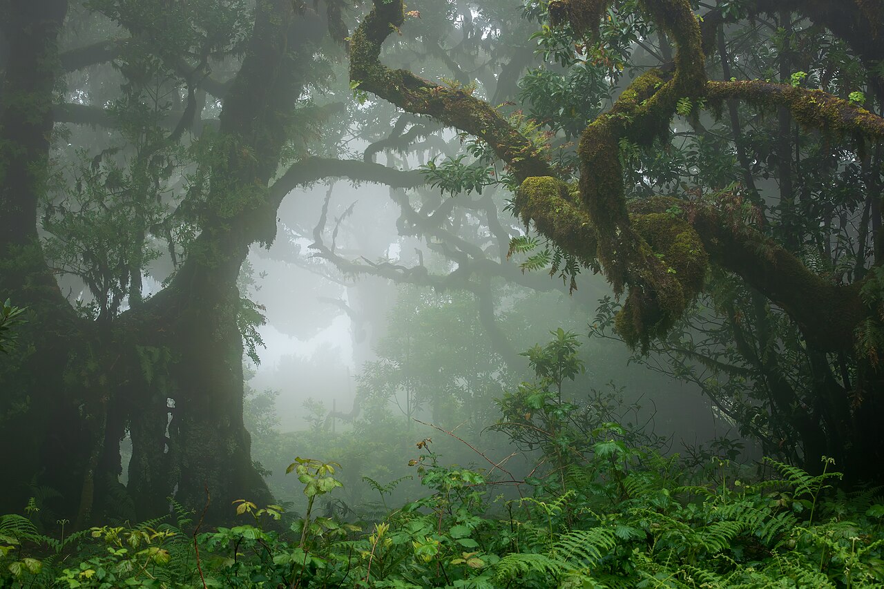 Forêt brumeuse de Fanal, laurisilva